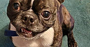 Jazz Lee Laswell is registered to the contest to win money with this photo: animal, boston_terrier, canine, carpet, companion, couch, cute, dog, ears, eyes, friendly, fur, household, indoor, looking_up, pet, portrait, small_dog, underbite, white_paws