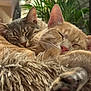 cat, sleeping, cozy, furry, closeup, pet, animal, indoor, blanket, cute, relaxing, snuggling, whiskers, ears, paws, domestic_cat, soft, fur, peaceful, green_plant