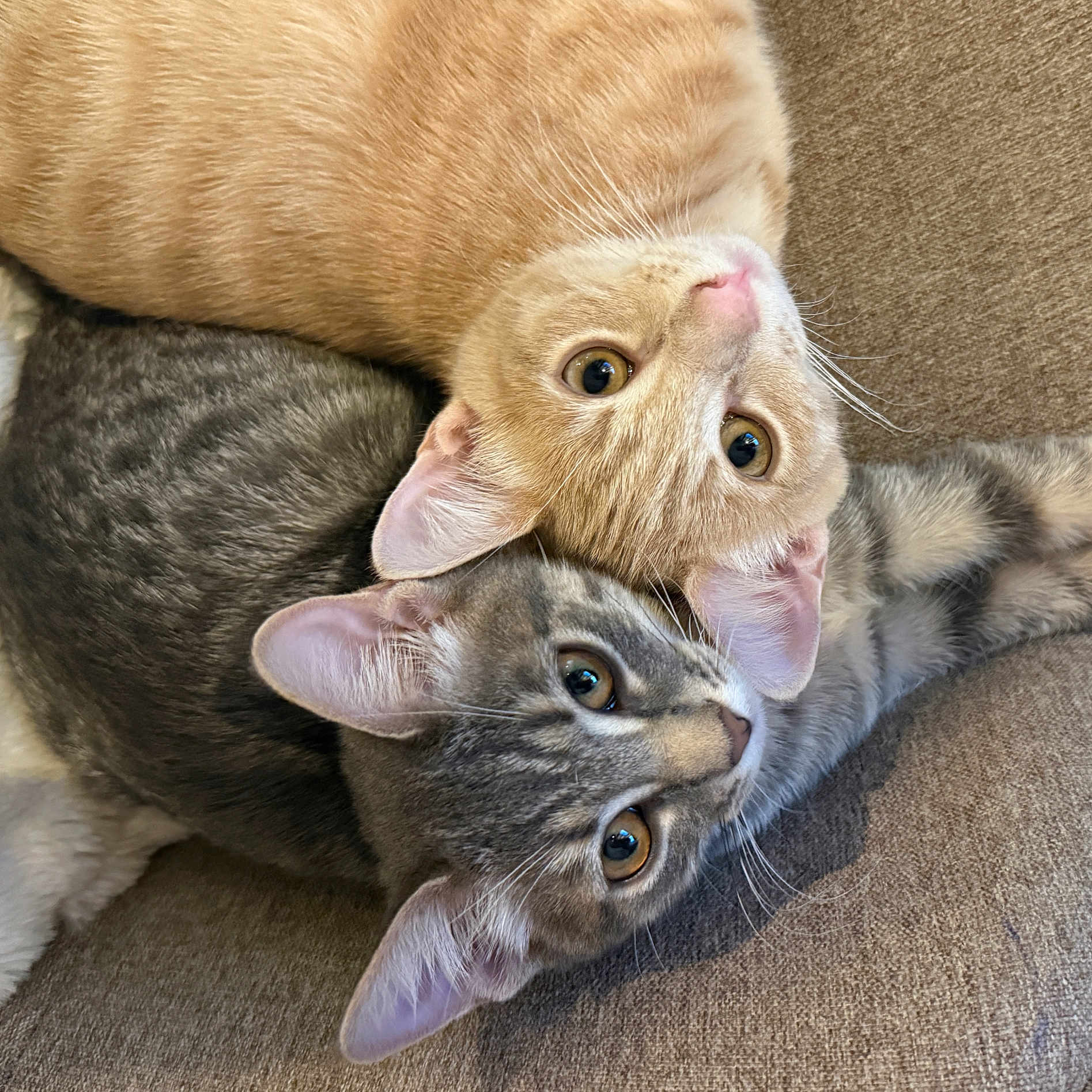 Marcel Et Nina participe au concours pour gagner de l'argent avec cette photo : animal, cat, closeup, companion, couch, cozy, cute, domestic_animal, ears, eyes, feline, friendship, fur, grey_cat, indoor, orange_cat, pets, resting, snuggling, whiskers