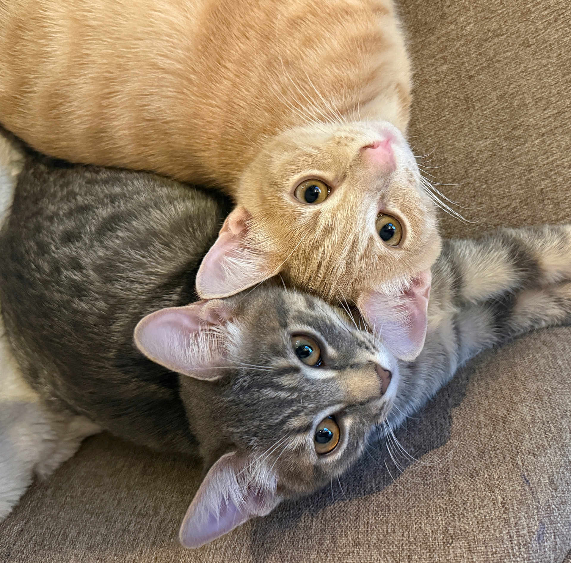Marcel Et Nina participe au concours pour gagner de l'argent avec cette photo : cat, orange_cat, grey_cat, pets, feline, cute, snuggling, couch, fur, whiskers, ears, eyes, closeup, indoor, cozy, resting, animal, domestic_animal, friendship, companion