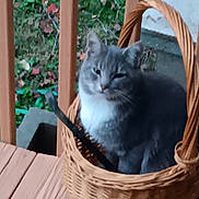 Nimbys joined the competition — help win amazing prizes! animal, basket, blurred, cat, daytime, domestic_cat, ears, feline, fence, gray_cat, greenery, nature, outdoor, pet, relaxed, sitting, whiskers, wicker_basket, wooden_floor, wooden_porch