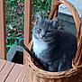 animal, basket, blurred, cat, daytime, domestic_cat, ears, feline, fence, gray_cat, greenery, nature, outdoor, pet, relaxed, sitting, whiskers, wicker_basket, wooden_floor, wooden_porch