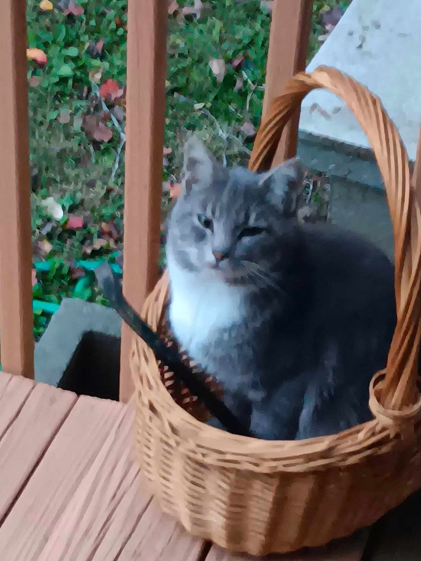 Nimbys joined the competition — help win amazing prizes! animal, basket, blurred, cat, daytime, domestic_cat, ears, feline, fence, gray_cat, greenery, nature, outdoor, pet, relaxed, sitting, whiskers, wicker_basket, wooden_floor, wooden_porch