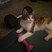 Cheeto joined the competition — help win amazing prizes! cat, calico, pet, dumbbell, exercise_mat, carpet, indoor, paw, fitness_equipment, home, resting, striped_mat, small_dumbbell, large_dumbbell, curious, animal, pet_indoor, relaxing, floor, closeup