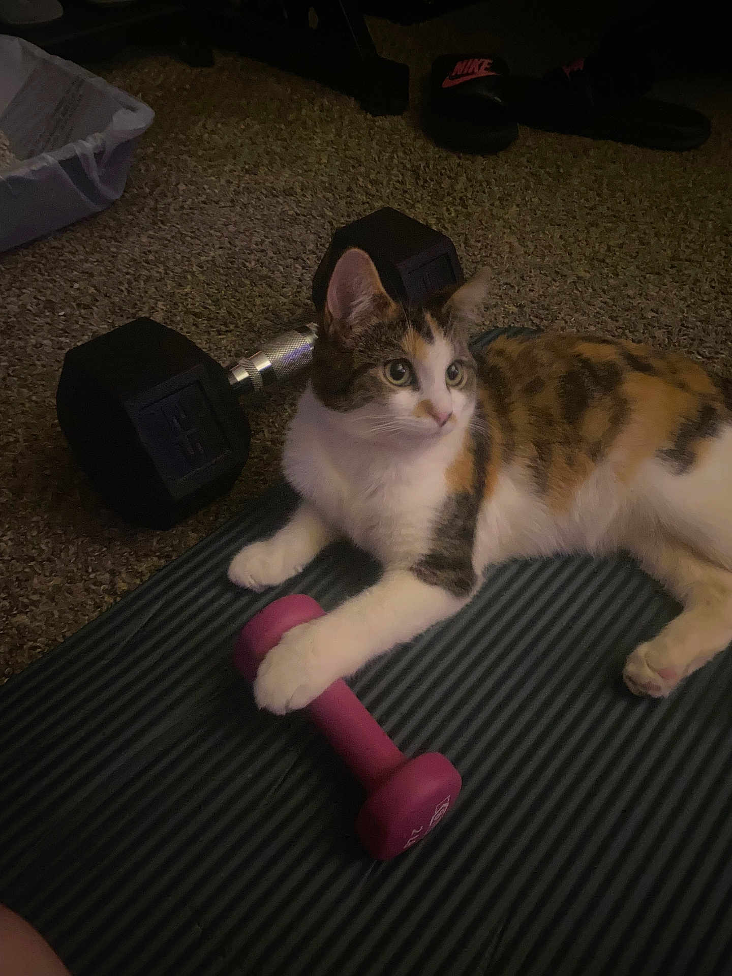 Cheeto joined the competition — help win amazing prizes! cat, calico, pet, dumbbell, exercise_mat, carpet, indoor, paw, fitness_equipment, home, resting, striped_mat, small_dumbbell, large_dumbbell, curious, animal, pet_indoor, relaxing, floor, closeup