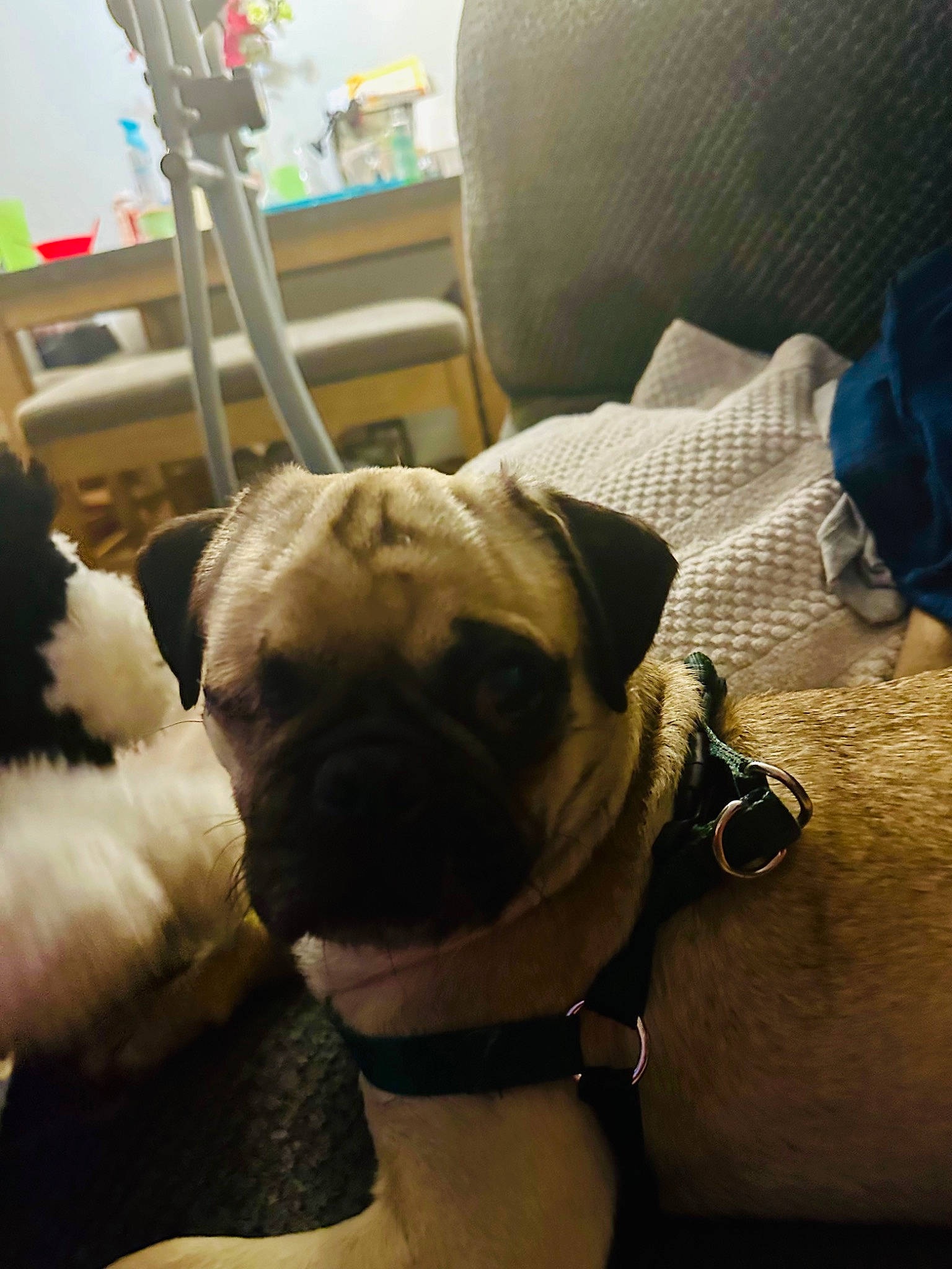 Lefty joined the competition — help win amazing prizes! canidae, carnivore, chair, collar, comfort, companion_dog, dog, dog_breed, dog_collar, fawn, flooring, fur, leash, pet_supply, pug, snout, sporting_group, toy_dog, working_animal, wrinkle