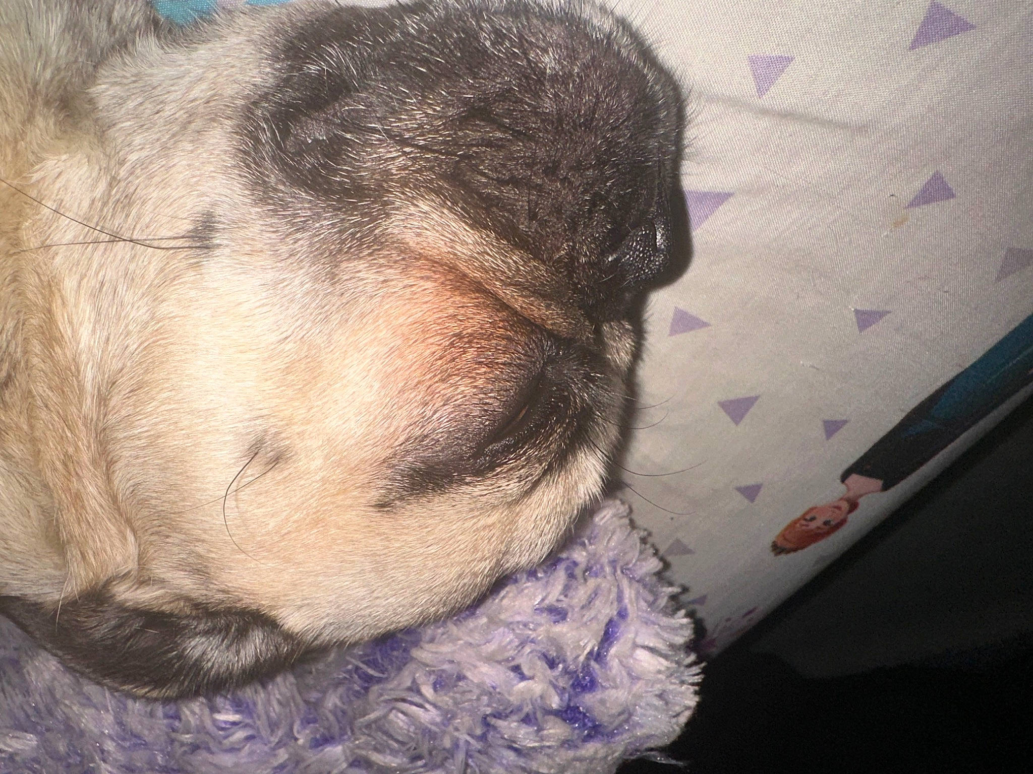 Lefty joined the competition — help win amazing prizes! beard, canidae, cloud, eyewear, facial_hair, fashion_accessory, felidae, fur, hair_coloring, linens, metal, nap, selfie, sky, snout, thread, tree, visual_arts, whiskers, wool