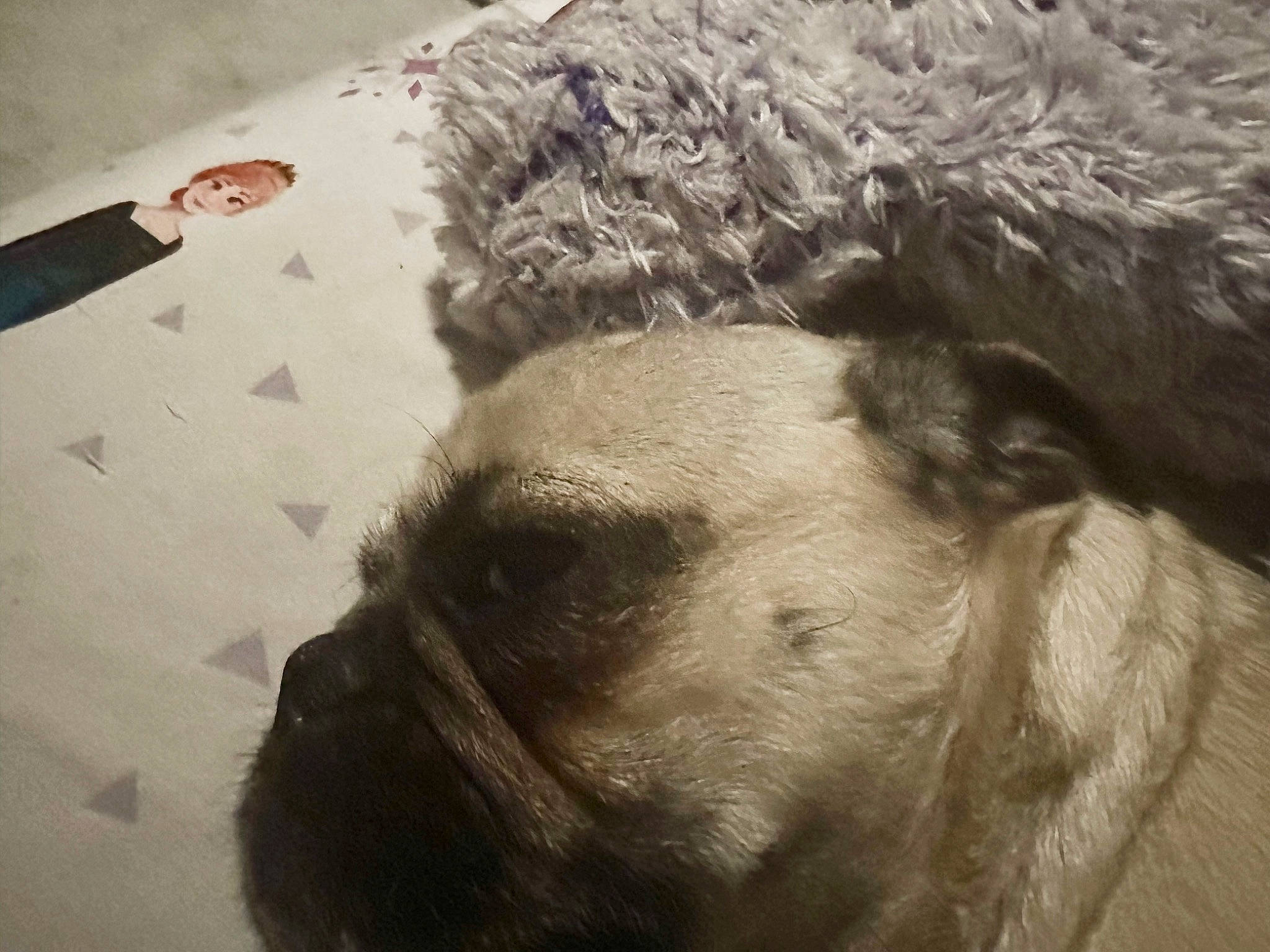 Lefty is registered to the contest to win money with this photo: ancient_dog_breeds, camelid, canidae, carnivore, companion_dog, dog, dog_breed, fawn, fur, head, livestock, pug, snout, sporting_group, terrestrial_animal, tints_and_shades, toy_dog, whiskers, working_animal, wrinkle