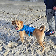 Brittany joined the competition — help win amazing prizes! animal, beach, dog, footwear, happy, harness, leash, nature, ocean, outdoor, owner, person, pet, sand, smiling, sneakers, standing, sunlight, water, waves