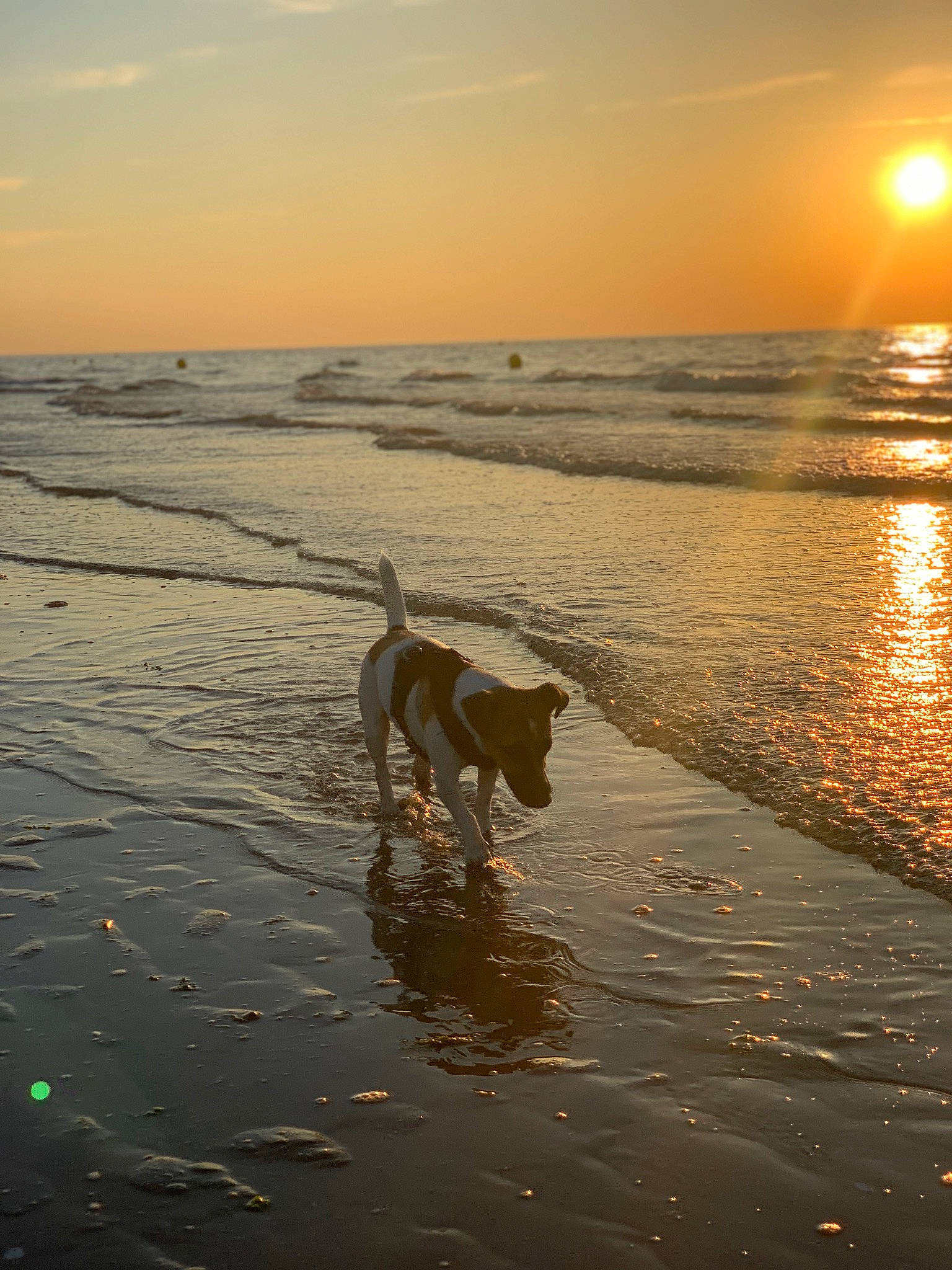 Baki participe au concours pour gagner de l'argent avec cette photo : beach, calm, carnivore, cloud, coastal_and_oceanic_landforms, dog, dog_breed, fawn, fun, horizon, lake, light, liquid, sky, sunlight, sunrise, sunset, water, wind_wave, wood