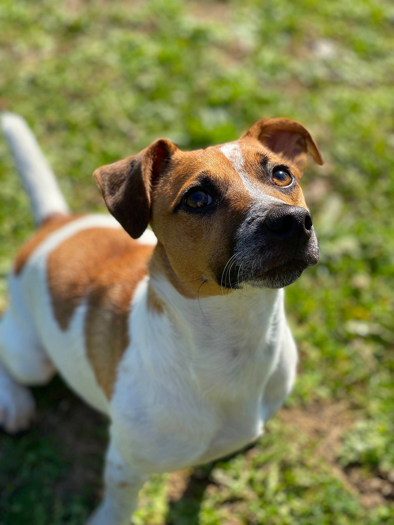 Baki participe au concours pour gagner de l'argent avec cette photo : canidae, carnivore, collar, companion_dog, dog, dog_breed, dog_collar, fawn, grass, hunting_dog, irishjacks, plant, snout, sporting_group, terrestrial_animal, terrier, whiskers, wildlife, working_animal, working_dog