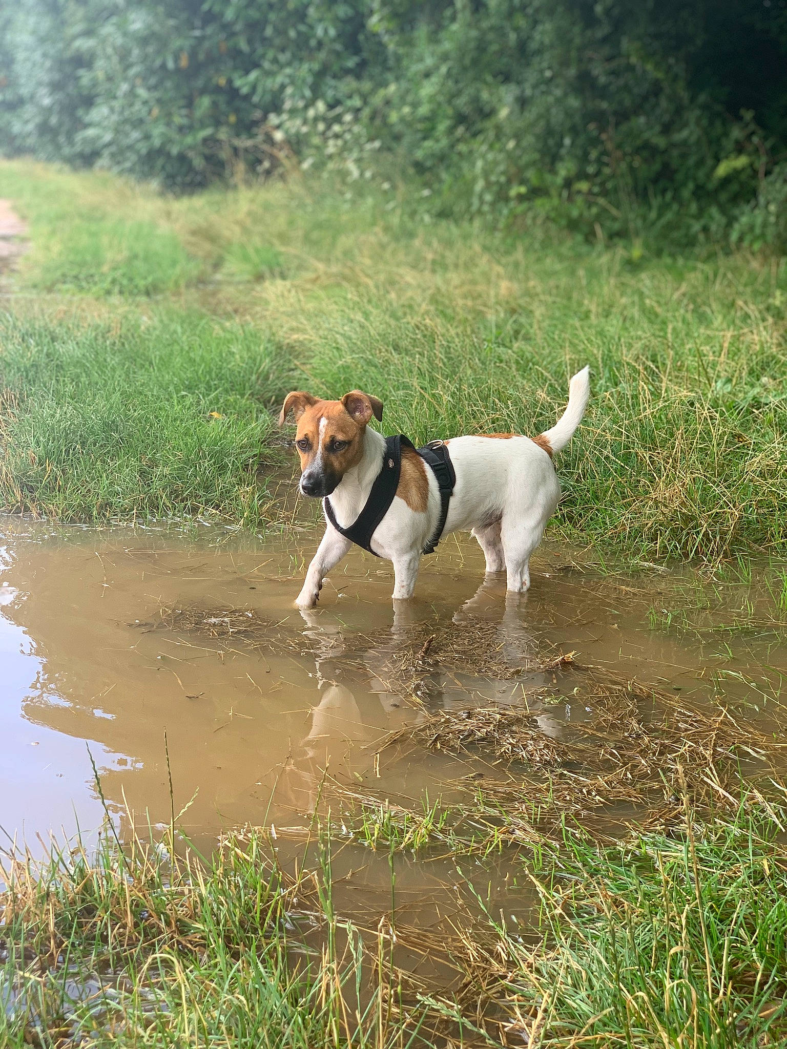 Baki a rejoint le concours — aidez-le/la à gagner de superbes lots ! carnivore, collar, companion_dog, dog, dog_breed, dog_collar, fawn, grass, grassland, gun_dog, irishjacks, lake, liquid, natural_landscape, plant, sporting_group, tail, tree, water, working_animal