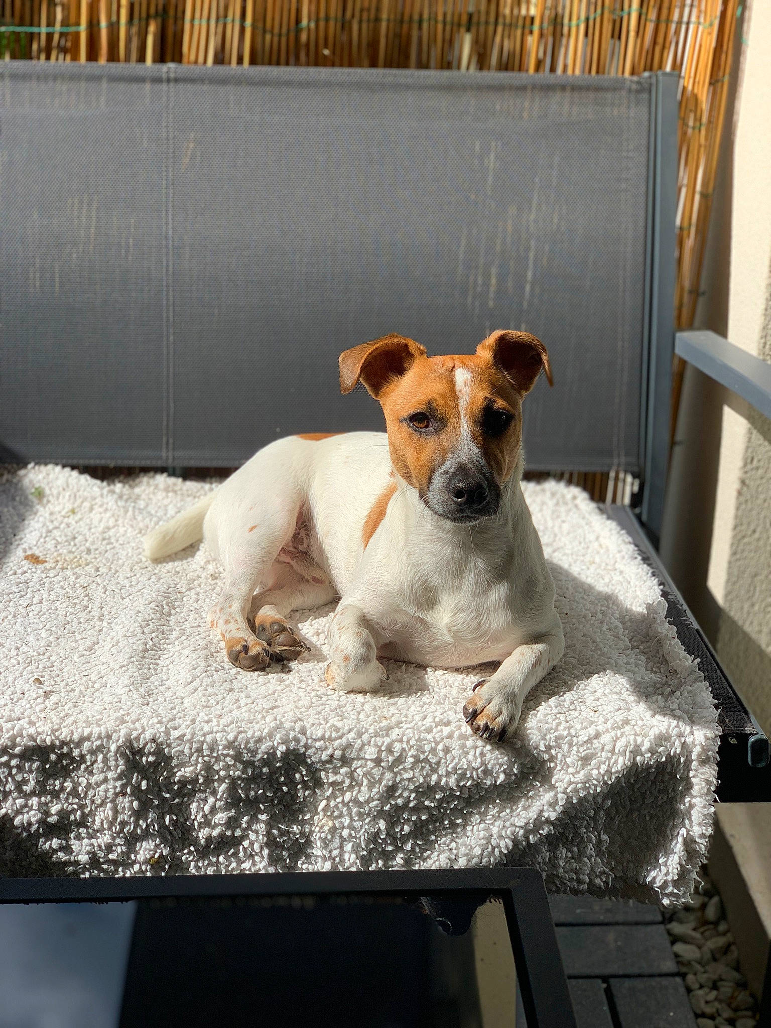 Baki participe au concours pour gagner de l'argent avec cette photo : carnivore, chair, collar, comfort, companion_dog, couch, dog, dog_breed, dog_supply, fawn, flooring, linens, paw, pet_supply, rectangle, sporting_group, terrier, whiskers, wood, working_animal