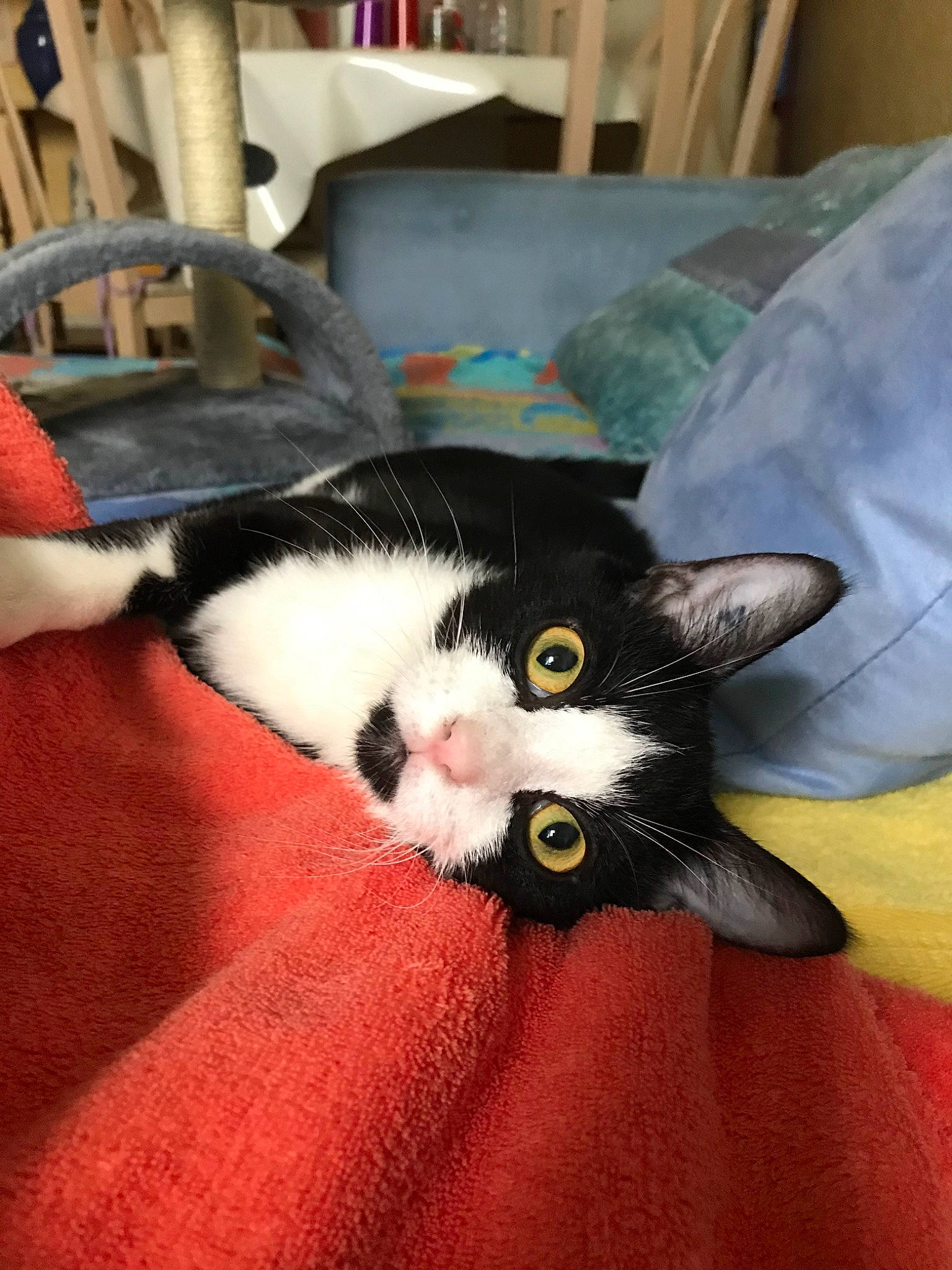 Kaku participe au concours pour gagner de l'argent avec cette photo : carnivore, cat, domestic_long_haired_cat, domestic_short_haired_cat, felidae, kitten, small_to_medium_sized_cats, whiskers