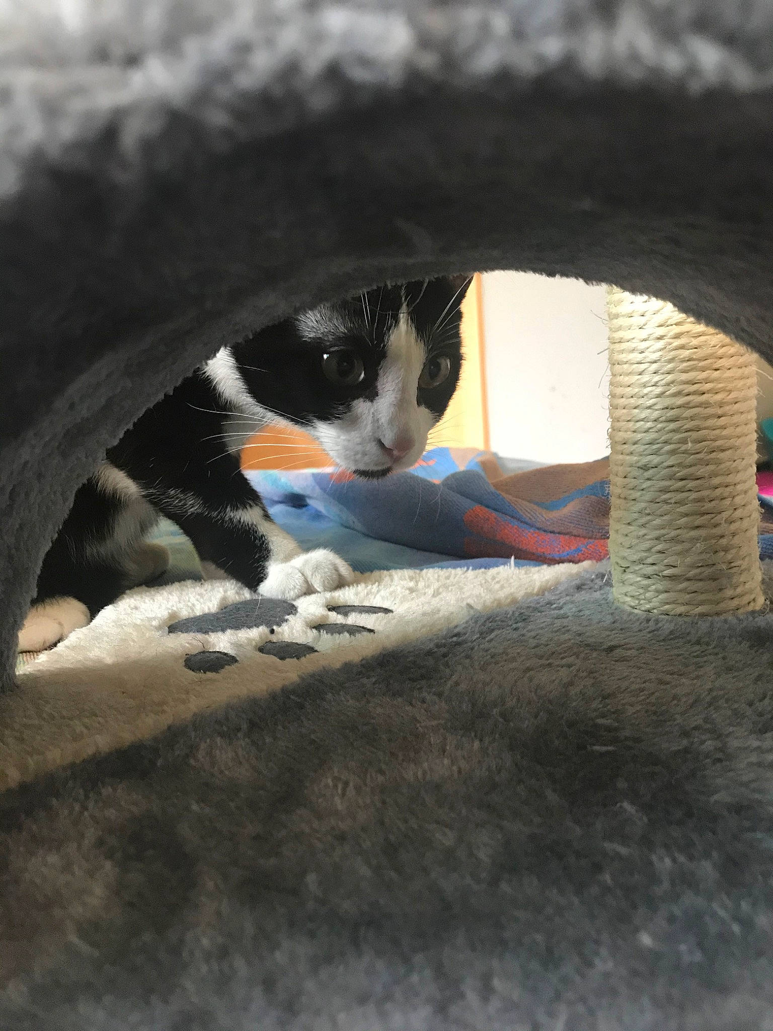 Kaku a rejoint le concours — aidez-le/la à gagner de superbes lots ! automotive_tire, carnivore, cat, eye, felidae, kitten, photography, small_to_medium_sized_cats, snout, tail, tire, tree, wheel, whiskers