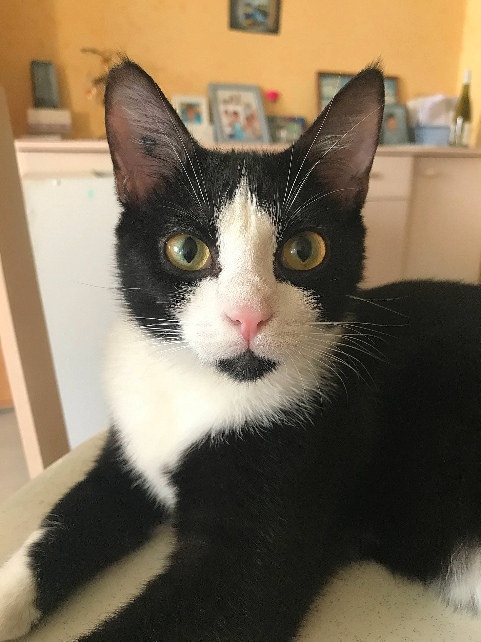 Kaku participe au concours pour gagner de l'argent avec cette photo : american_wirehair, asian, black_and_white, black_cat, carnivore, cat, domestic_short_haired_cat, ear, european_shorthair, felidae, fur, german_rex, japanese_bobtail, kitten, mammal, polydactyl_cat, small_to_medium_sized_cats, snout, vertebrate, whiskers