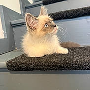 Chipo a rejoint le concours — aidez-le/la à gagner de superbes lots ! cat, kitten, fluffy, long_hair, blue_eyes, whiskers, ears, pet, animal, sitting, staircase, stairs, carpet, indoors, home, gray, cream, curious, portrait, cute