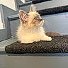 cat, kitten, fluffy, long_hair, blue_eyes, whiskers, ears, pet, animal, sitting, staircase, stairs, carpet, indoors, home, gray, cream, curious, portrait, cute
