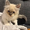 Chipo participe au concours pour gagner de l'argent avec cette photo : kitten, cat, fluffy, cream_colored, blue_eyes, sitting, indoors, couch, blanket, cozy, pet, young_animal, long_hair, tail, ears, whiskers, portrait, close_up, home, cute