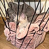 Chipo a rejoint le concours — aidez-le/la à gagner de superbes lots ! cat, kitten, kittens, animal, pet, fluffy, fur, blue_eyes, sleeping, sitting, blanket, pink_blanket, basket, wire_basket, indoor, wooden_floor, cozy, cute, portrait, home