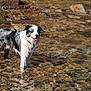 dog, border_collie, wet_fur, standing, shallow_water, rocks, shoreline, tongue_out, blue_eye, playful, outdoors, nature, reflection, stones, coast, paw, portrait, sunlight, ripples, adventure
