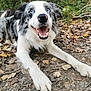 dog, australian_shepherd, merle, blue_eyes, happy, tongue_out, smiling, canine, portrait, close_up, outdoor, forest, leaves, autumn, fur, paw, nose, teeth, friendly, playful