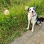 dog, australian_shepherd, blue_eyes, leash, sitting, gravel_path, grass, meadow, dandelion, wildflower, happy, tongue_out, fur, portrait, outdoor, nature, pet, playful, black_and_white, canine