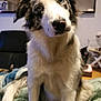 dog, border_collie, canine, pet, domestic_animal, blue_eyes, head_tilt, fluffy_fur, nose, sitting, blanket, indoor, living_room, mirror, furniture, portrait, closeup, curious, soft_texture, paw