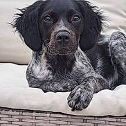 Ava participe au concours pour gagner de l'argent avec cette photo : dog, pet, animal, portrait, speckled_coat, black_and_white, floppy_ears, brown_eyes, paws, cushion, chair, wicker, outdoor, garden, greenery, leaves, relaxed, sitting, front_view, photography