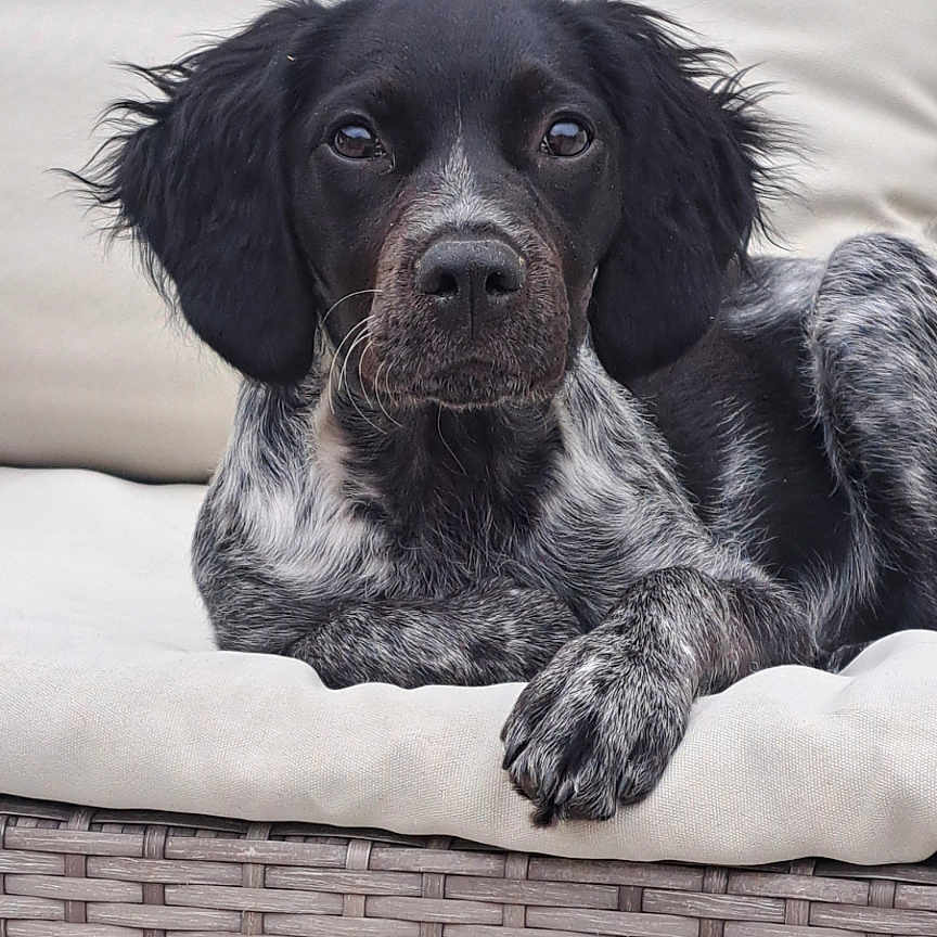 Ava participe au concours pour gagner de l'argent avec cette photo : dog, pet, animal, portrait, speckled_coat, black_and_white, floppy_ears, brown_eyes, paws, cushion, chair, wicker, outdoor, garden, greenery, leaves, relaxed, sitting, front_view, photography