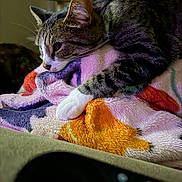 Penelope joined the competition — help win amazing prizes! animal, blanket, cat, closeup, colorful, comfort, cozy, feline, fur, home, indoor, laying, paw, pet, relaxed, resting, sleepy, soft_texture, tabby, warm