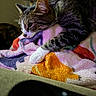 animal, blanket, cat, closeup, colorful, comfort, cozy, feline, fur, home, indoor, laying, paw, pet, relaxed, resting, sleepy, soft_texture, tabby, warm
