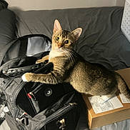 Babygirl joined the competition — help win amazing prizes! animal, backpack, bed, cardboard_box, cat, curious, cute, domestic_animal, ears, eyes, feline, fur, household, indoor, pet, resting, soft_lighting, tabby, whiskers, young_cat