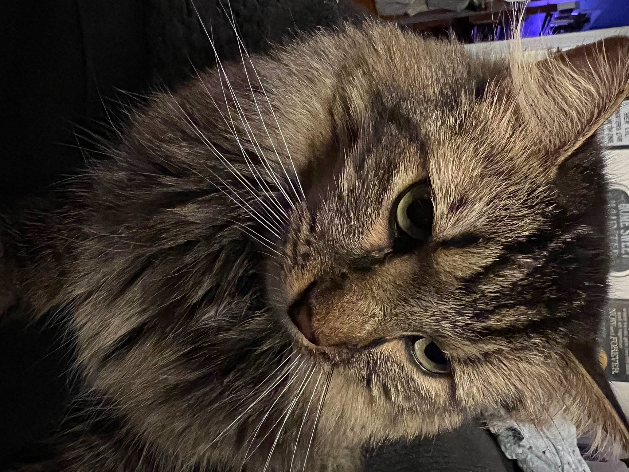 Olly is registered to the contest to win money with this photo: carnivore, cat, domestic_short_haired_cat, felidae, fur, grey, monochrome, paw, small_to_medium_sized_cats, snout, terrestrial_animal, whiskers, wildlife