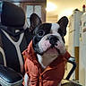 dog, french_bulldog, pet, animal, portrait, close_up, orange_jacket, clothing, sitting, office_chair, indoors, home, furniture, black_and_white, short_snout, upright_ears, facial_expression, warm_lighting, office, photography