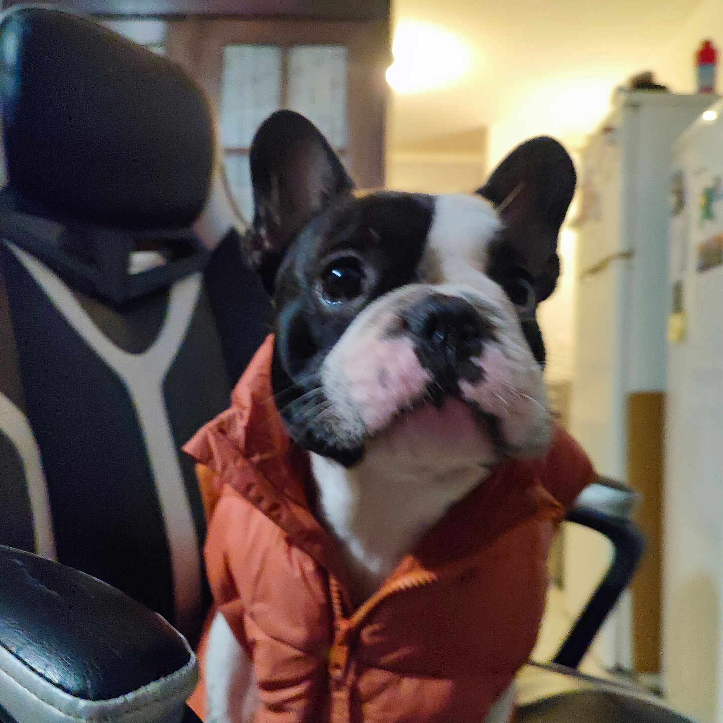 Aïko participe au concours pour gagner de l'argent avec cette photo : dog, french_bulldog, pet, animal, portrait, close_up, orange_jacket, clothing, sitting, office_chair, indoors, home, furniture, black_and_white, short_snout, upright_ears, facial_expression, warm_lighting, office, photography