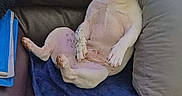 Aïko participe au concours pour gagner de l'argent avec cette photo : dog, french_bulldog, pet, animal, couch, sofa, blanket, pillow, indoors, home, relaxed, reclining, sitting, portrait, ears, black_and_white, short_hair, fawn, comfort, daylight
