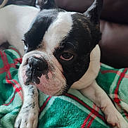 Aïko a rejoint le concours — aidez-le/la à gagner de superbes lots ! dog, bulldog, black_and_white, pet, canine, close_up, portrait, lying_down, blanket, plaid, green, red, wrinkles, upright_ears, paws, indoor, couch, serious_expression, short_snout, fur