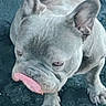 Valco a rejoint le concours — aidez-le/la à gagner de superbes lots ! dog, french_bulldog, pet, animal, canine, short_hair, gray_coat, tongue, sitting, indoor, carpet, floor, ears, paws, claws, portrait, close_up, funny, cute, companion