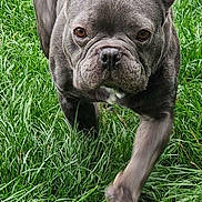 Valco a rejoint le concours — aidez-le/la à gagner de superbes lots ! dog, french_bulldog, pet, animal, grass, outdoor, portrait, standing, walking, gray_coat, short_hair, wrinkled_face, upright_ears, dark_eyes, black_nose, front_view, canine, lawn, nature, closeup