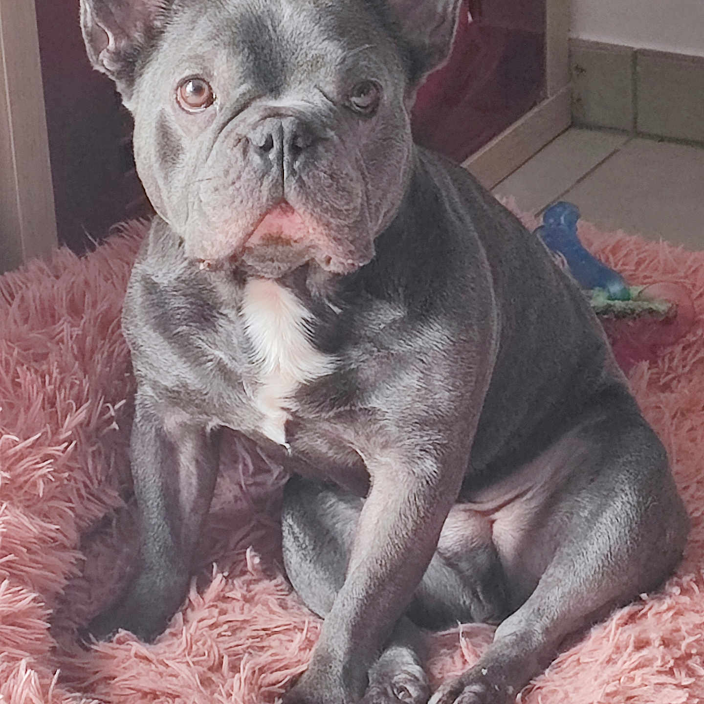Valco a rejoint le concours — aidez-le/la à gagner de superbes lots ! dog, french_bulldog, pet, canine, sitting, portrait, gray_fur, white_chest, large_ears, short_snout, wrinkled_face, dark_eyes, indoor, pink_rug, fluffy_rug, chew_toy, home, floor, cute, alert