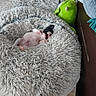 Bébé Koko a rejoint le concours — aidez-le/la à gagner de superbes lots ! dog, puppy, newborn_puppy, sleeping, lying_down, small_dog, yorkshire_terrier, black_and_white, brown_fur, pet_bed, shaggy_blanket, plush_toy, green_toy, indoors, home, furniture, couch, relaxed, cute, animal_photography