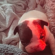 Bébé Koko a rejoint le concours — aidez-le/la à gagner de superbes lots ! puppy, dog, sleeping, resting, black_and_white, short_hair, snout, nose, eyes, floppy_ears, blanket, bedding, cozy, indoors, close_up, portrait, red_lighting, cuddling, cute, pet