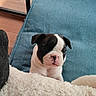 Bébé Koko participe au concours pour gagner de l'argent avec cette photo : puppy, dog, bulldog, black_and_white, pet, animal, portrait, close_up, face, eyes, nose, floppy_ears, sitting, blanket, fluffy, cushion, blue, indoor, home, cute