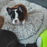 dog, puppy, boston_terrier, black_and_white, pet, animal, couch, blanket, fluffy, plush_toy, indoor, home, furniture, sitting, lying_down, portrait, adorable, wide_eyes, textile, curtains