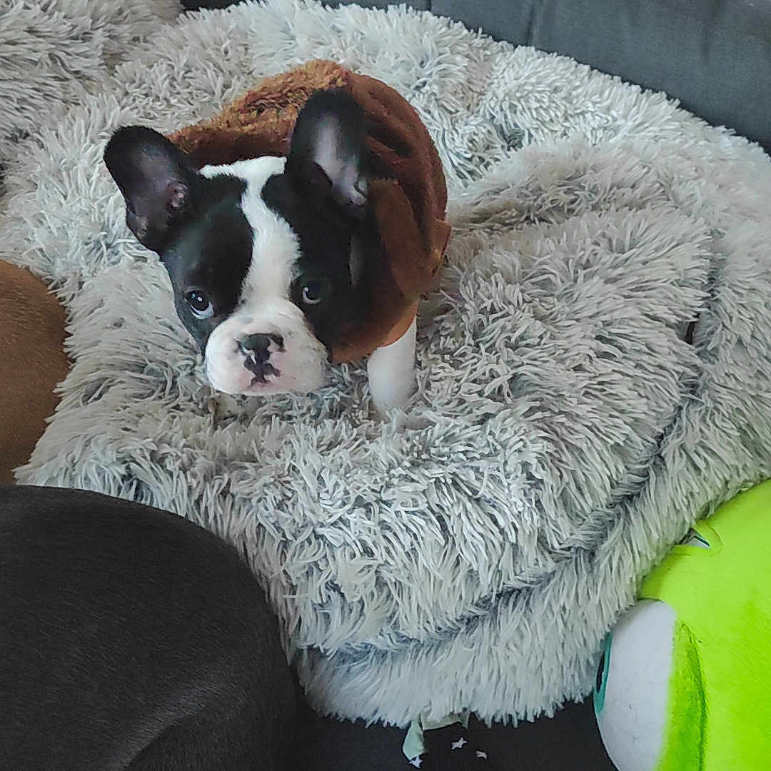 Bébé Koko a rejoint le concours — aidez-le/la à gagner de superbes lots ! dog, puppy, boston_terrier, black_and_white, pet, animal, couch, blanket, fluffy, plush_toy, indoor, home, furniture, sitting, lying_down, portrait, adorable, wide_eyes, textile, curtains