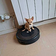 Angel a rejoint le concours — aidez-le/la à gagner de superbes lots ! dog, puppy, chihuahua, robot_vacuum, vacuum, floor_tile, tile_floor, radiator, electric_socket, power_cable, indoor, pet, small_dog, sitting, beige_floor, appliance, home_interior, ears, looking_at_camera, cute