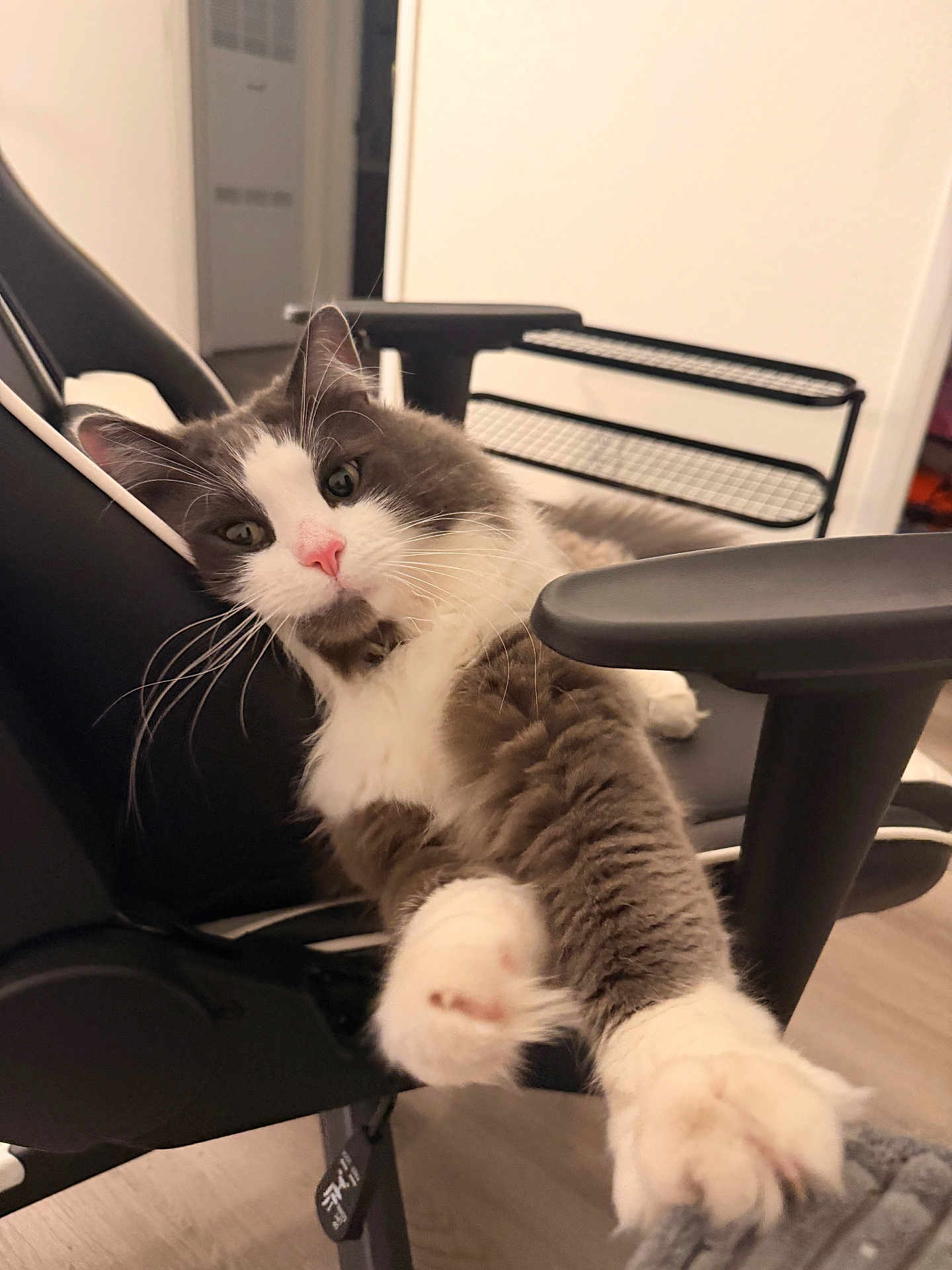 Loki joined the competition — help win amazing prizes! armrest, cat, close_up, curiosity, feline, floor, fluffy, furniture, gray_and_white, home, indoor, nose, office_chair, paw, pet, pink_nose, portrait, relaxed, stretching, whiskers