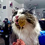 Loki joined the competition — help win amazing prizes! blurred_background, cat, closeup, cute, feline, fur, hand, heart_shaped, indoor, licking, living_room, lollipop, longhair_cat, owner, pet, pink_nose, playful, stick, tongue, whiskers