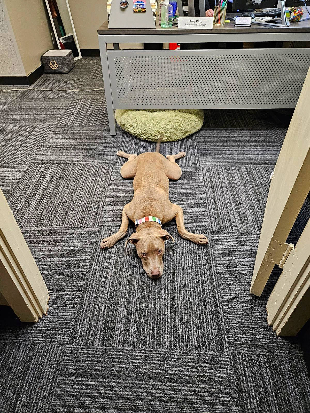 Miss Bondi joined the competition — help win amazing prizes! carnivore, comfort, companion_dog, couch, dog, dog_breed, fawn, floor, flooring, fur, hardwood, laminate_flooring, room, studio_couch, table, tail, wood, wood_flooring, wood_stain, working_animal